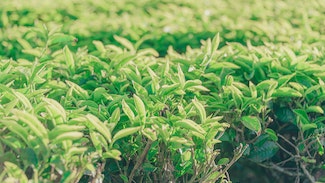 简装茶叶成为消费主流